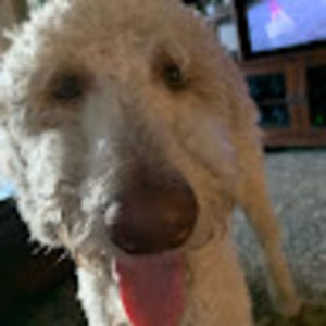 Meet your Posher, Jackson